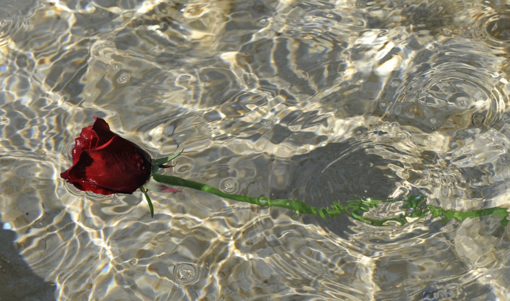 Rose and l'water