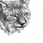 Profile picture of THEMIS ART DESIGN